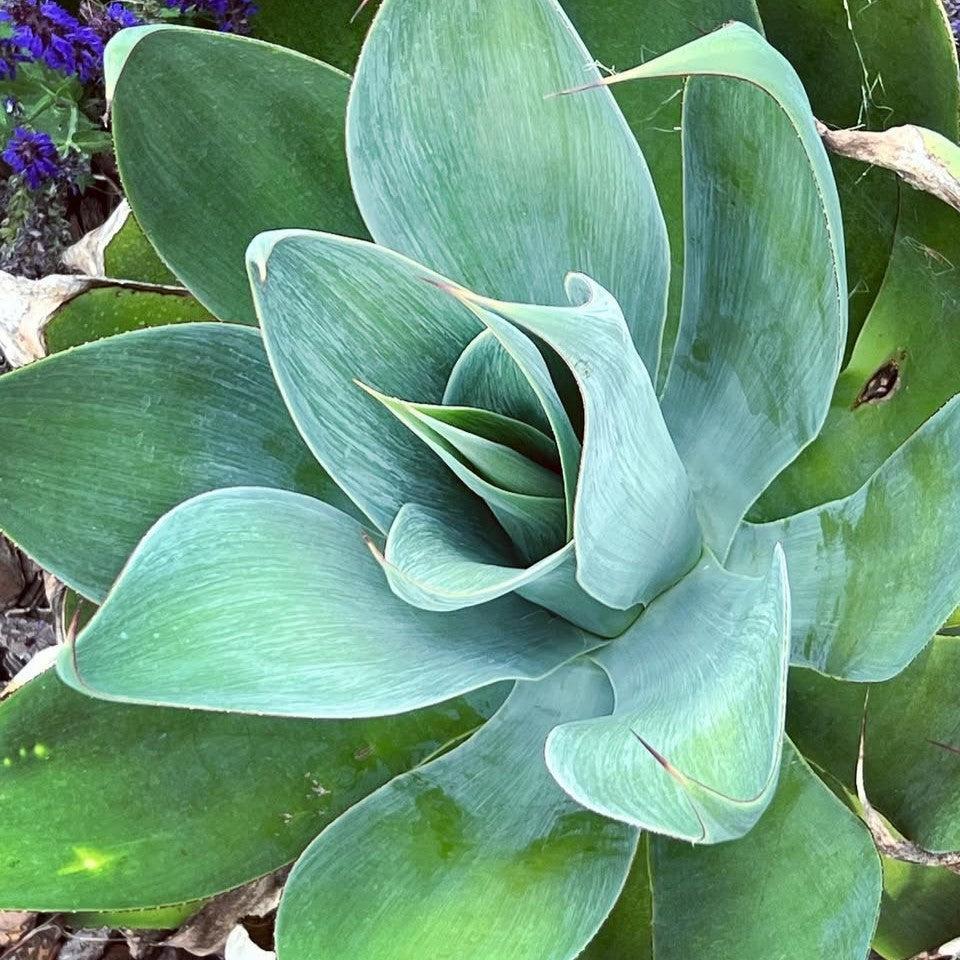 Agave 'Blue Flame' ~ Blue Flame Agave-ServeScape