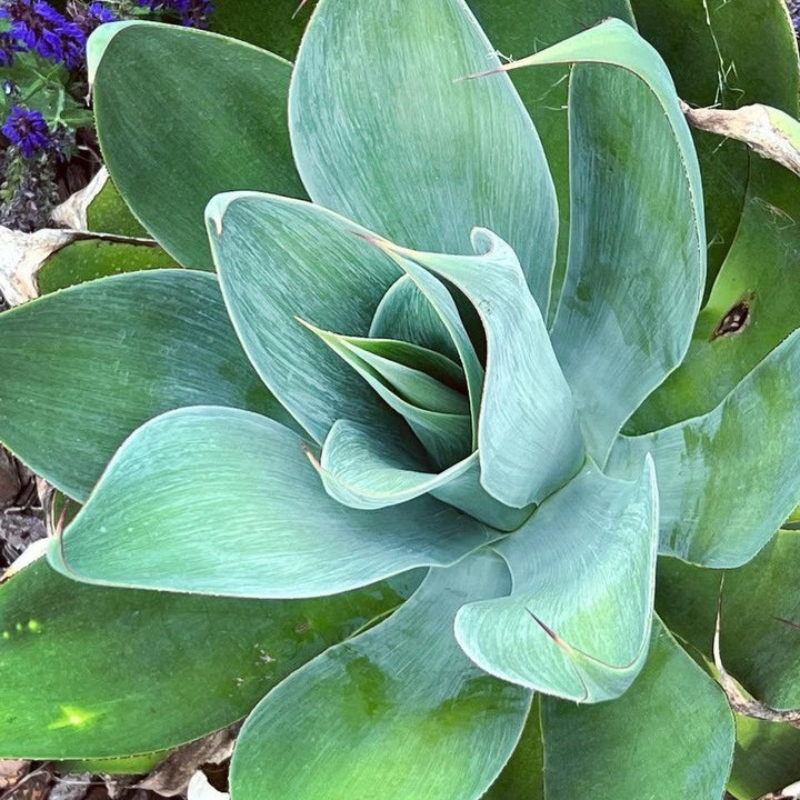 Agave 'Blue Flame' ~ Blue Flame Agave-ServeScape