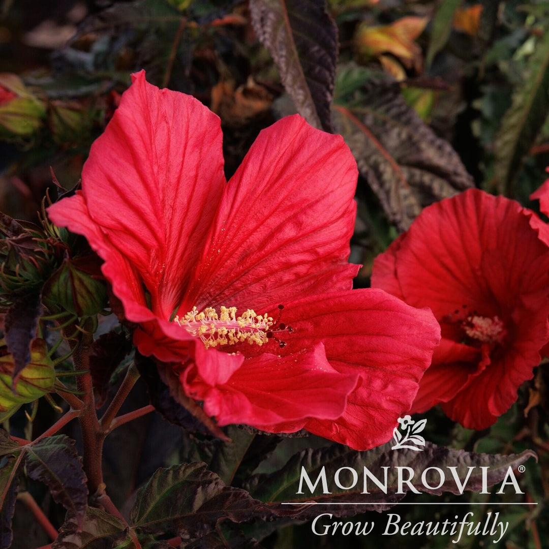 Hibiscus moscheutos 'Morello' ~ Monrovia® MoonShadow™ Morello Hibiscus-ServeScape
