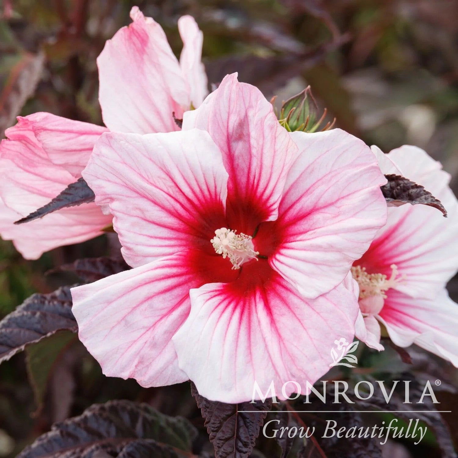 Hibiscus moscheutos 'Rosita' ~ Monrovia® MoonShadow™ Rosita Hibiscus-ServeScape