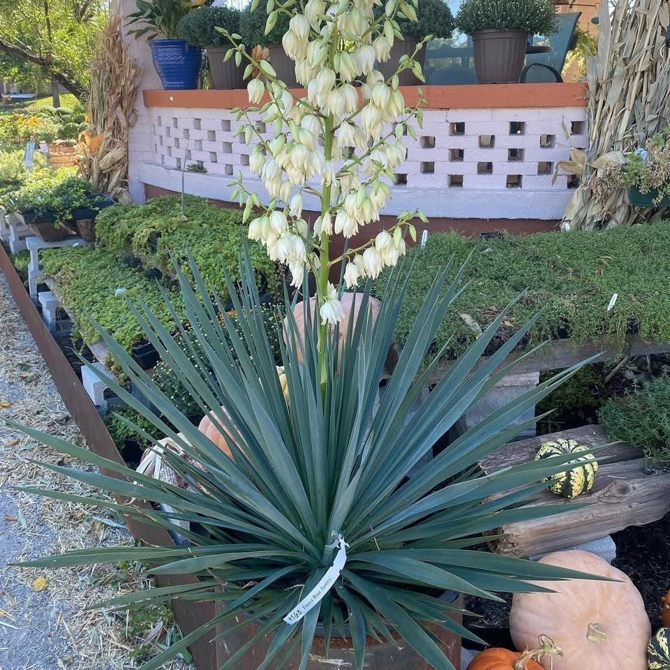 Yucca 'Blue Sentry' ~ Blue Sentry Yucca-ServeScape