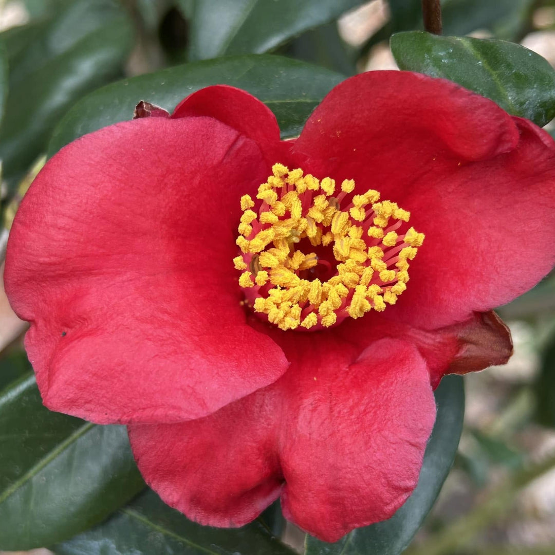 Camellia japonica 'Red Imura' ~ Red Imura Camellia-ServeScape