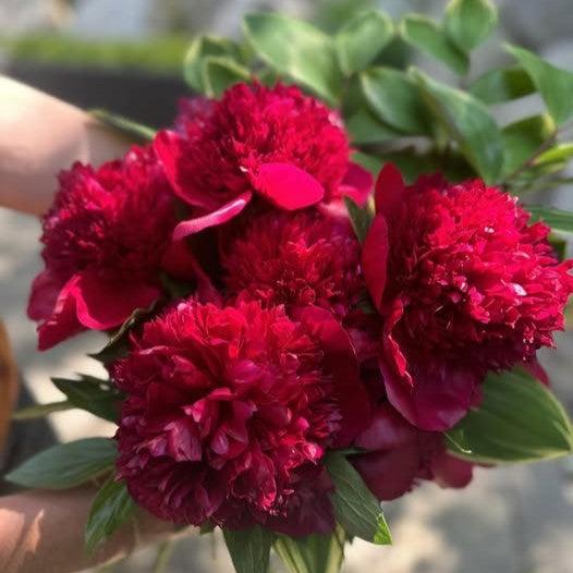 Paeonia 'Red Charm' ~ Red Charm Peony-ServeScape