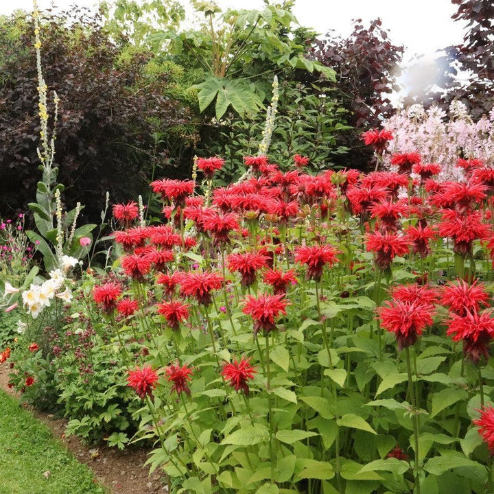 Monarda 'Cambridge Scarlet' ~ Cambridge Scarlet Bee Balm-ServeScape