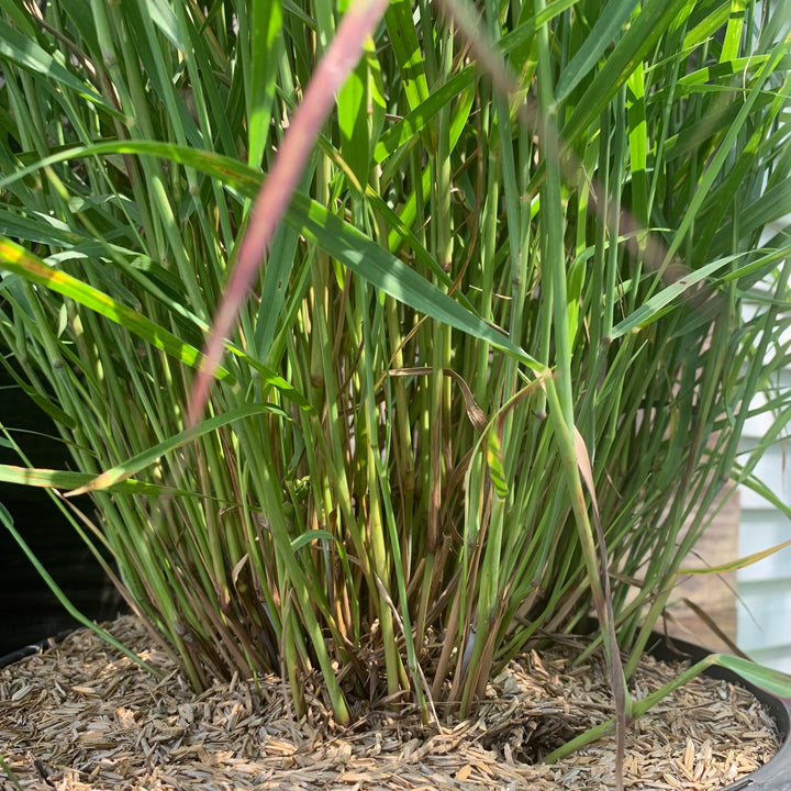 Panicum virgatum 'Shenandoah' ~ Shenandoah Switch Grass-ServeScape