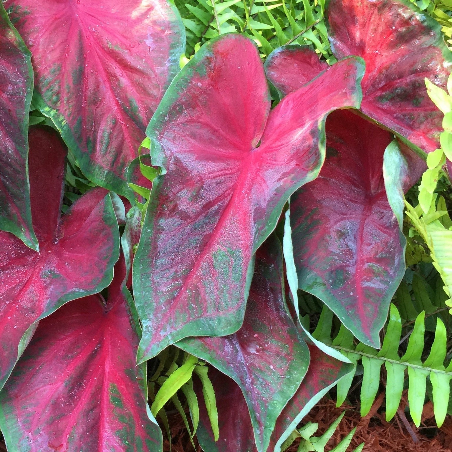 Caladium 'Royal Flush' ~ Royal Flush Caladium-ServeScape