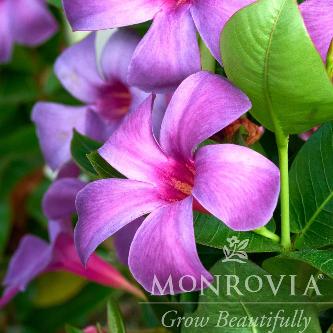 Mandevilla x 'Sun Parasol XP Bluephoria' ~ Monrovia® Sun Parasol® Original XP Bluephoria Mandevilla-ServeScape