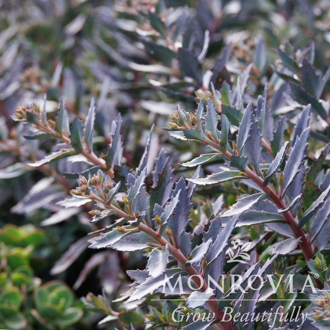 Sedum 'Sapphire Tuffet' ~ Monrovia® SunSparkler® Sapphire Tuffet Sedum-ServeScape