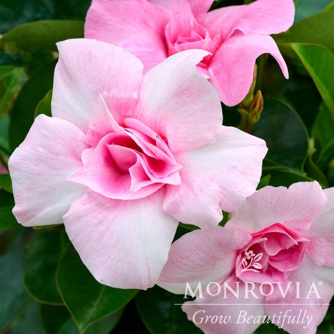 Mandevilla x 'Sun Parasol XP Double Pink Blush' ~ Monrovia® Sun Parasol® Original XP Double Pink Blush Mandevilla-ServeScape