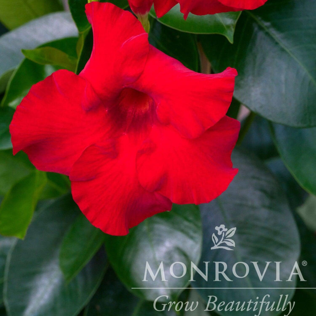 Mandevilla x 'Sundenia Red Improved’ ~ Monrovia® Sundenia® Red Improved Mandevilla-ServeScape