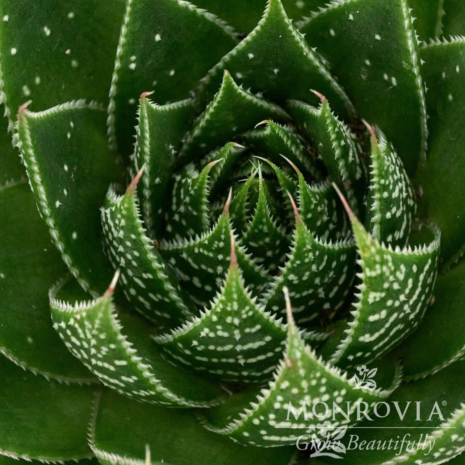 Aloe aristata 'Ami' ~ Monrovia® Ami Lace Aloe-ServeScape