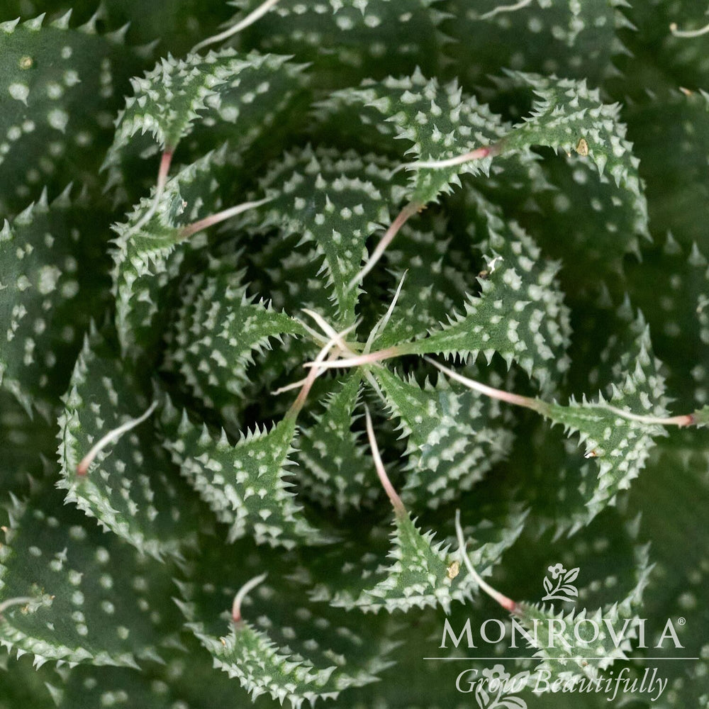 Aloe aristata 'Ami' ~ Monrovia® Ami Lace Aloe-ServeScape