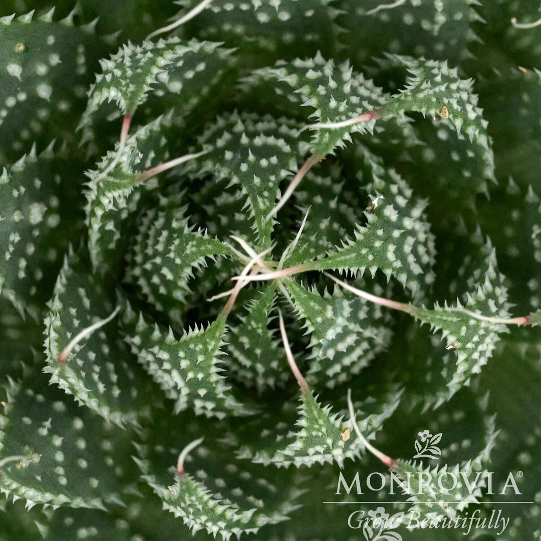 Aloe aristata 'Ami' ~ Monrovia® Ami Lace Aloe-ServeScape