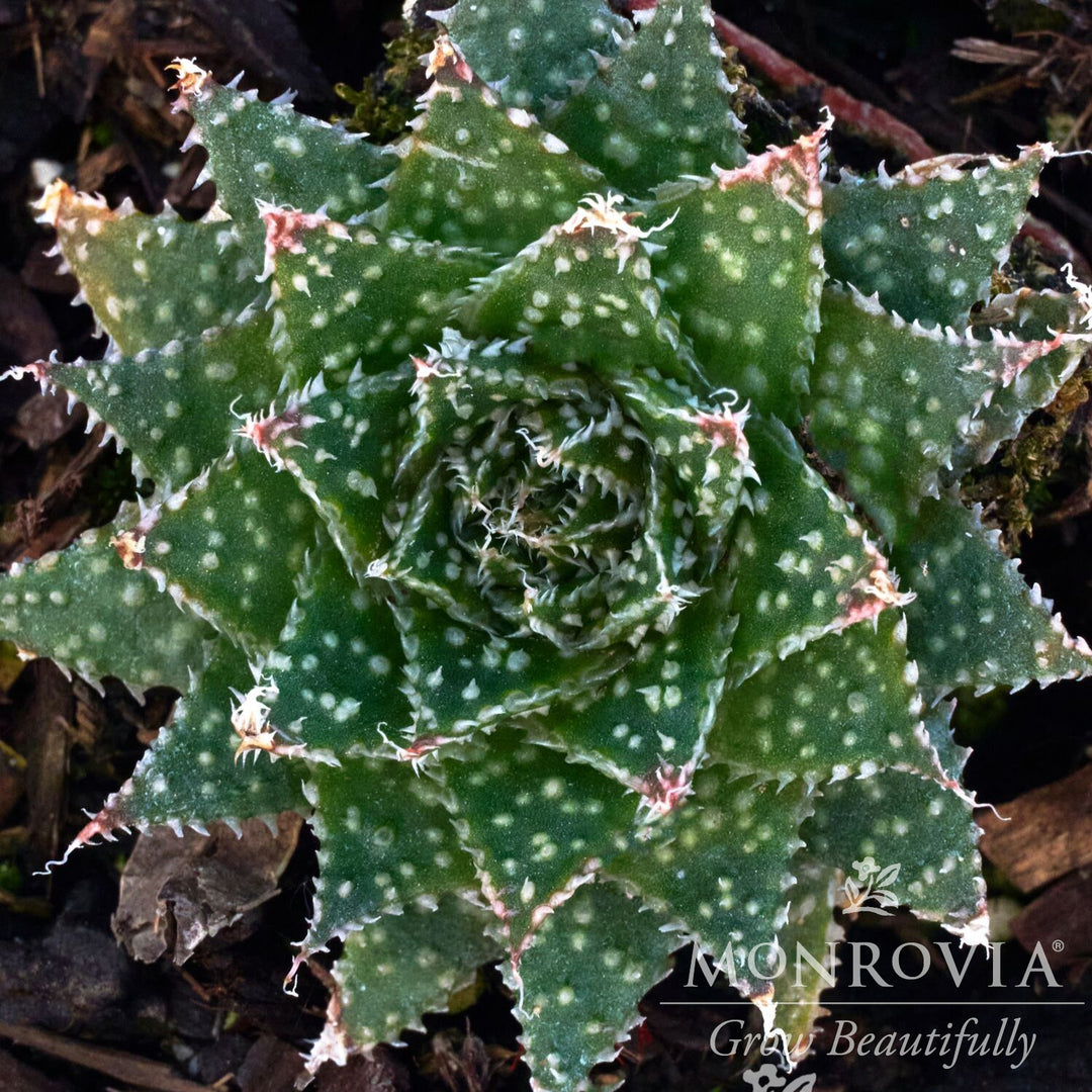 Aloe aristata 'Zambezi' ~ Monrovia® Zambezi Lace Aloe-ServeScape