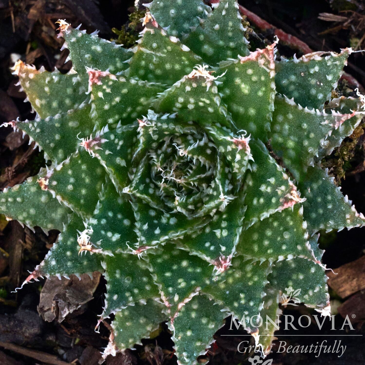 Aloe aristata 'Zambezi' ~ Monrovia® Zambezi Lace Aloe-ServeScape