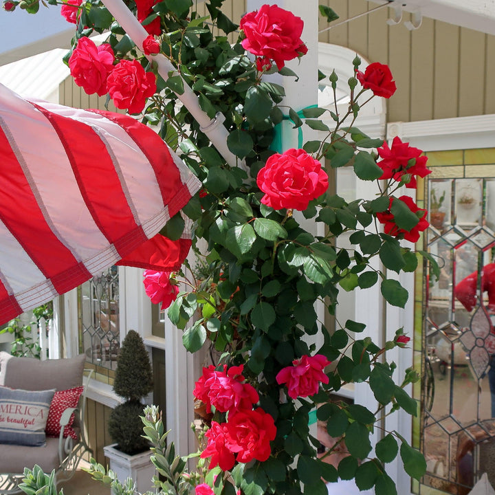 Rosa ‘Demokracie’ ~ Blaze Improved Climbing Rose-ServeScape