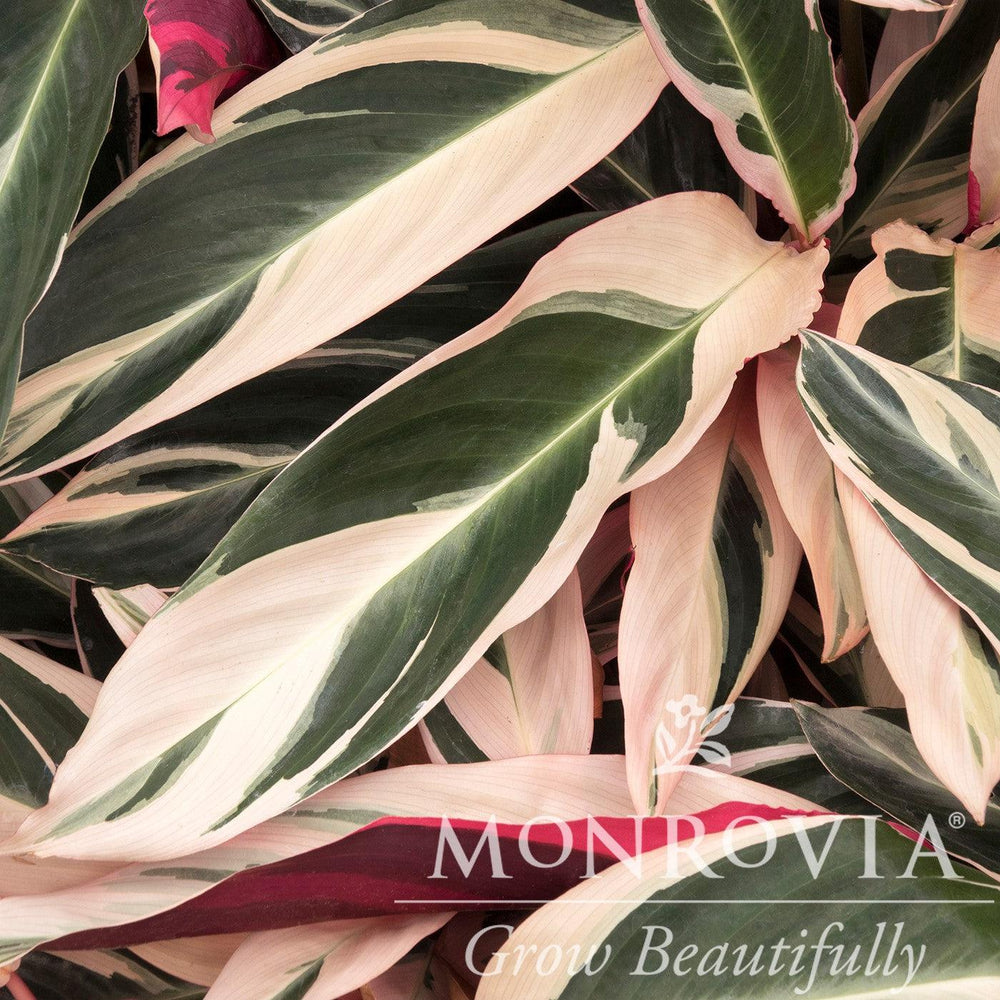 Stromanthe sanguinea 'Triostar' ~ Monrovia® Triostar Stromanthe-ServeScape