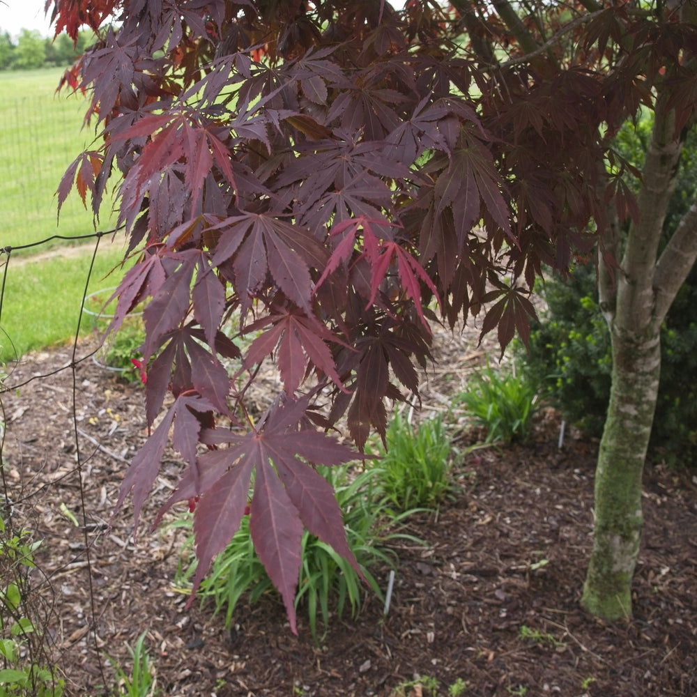 Acer palmatum 'Suminagashi' ~ Suminagashi Japanese Maple-ServeScape