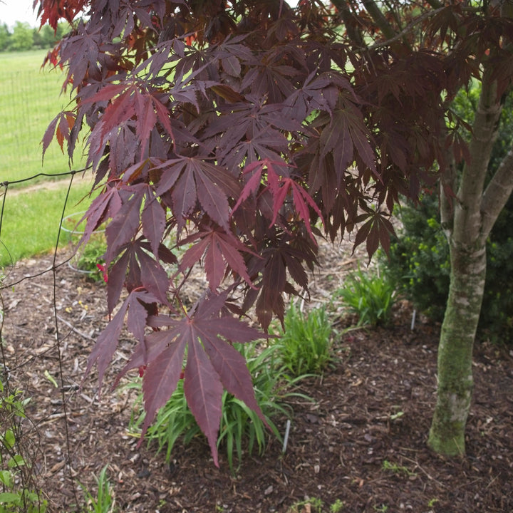 Acer palmatum 'Suminagashi' ~ Suminagashi Japanese Maple-ServeScape