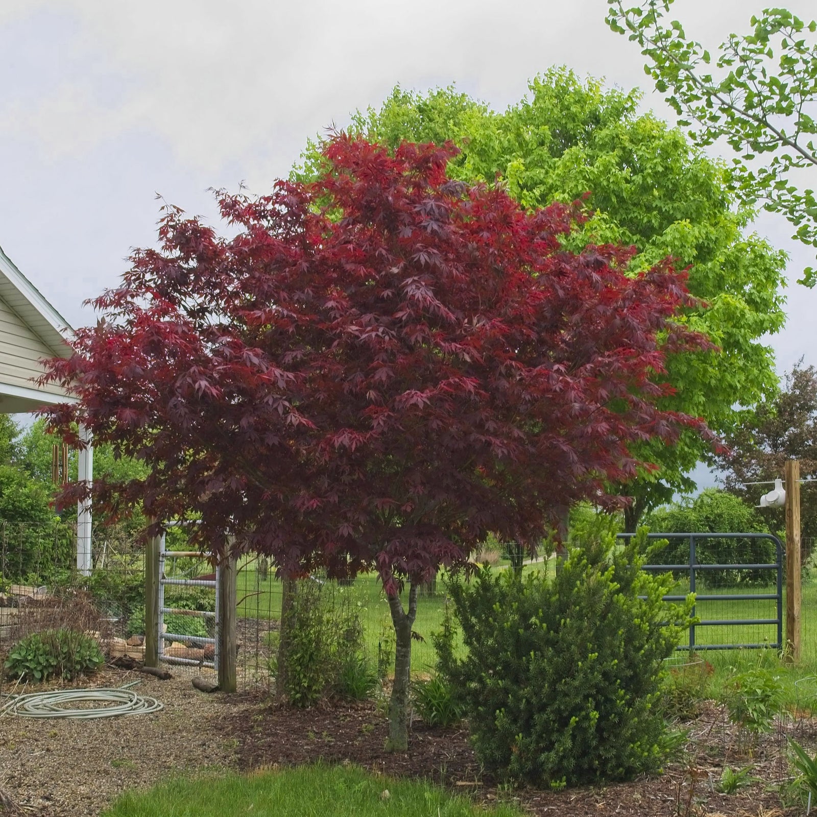 Acer palmatum 'Suminagashi' ~ Suminagashi Japanese Maple-ServeScape