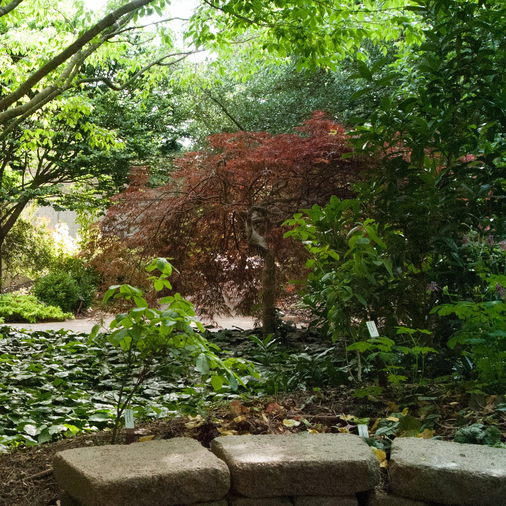 Acer palmatum 'Hubb's Red Willow' ~ Hubb's Red Willow Japanese Maple-ServeScape