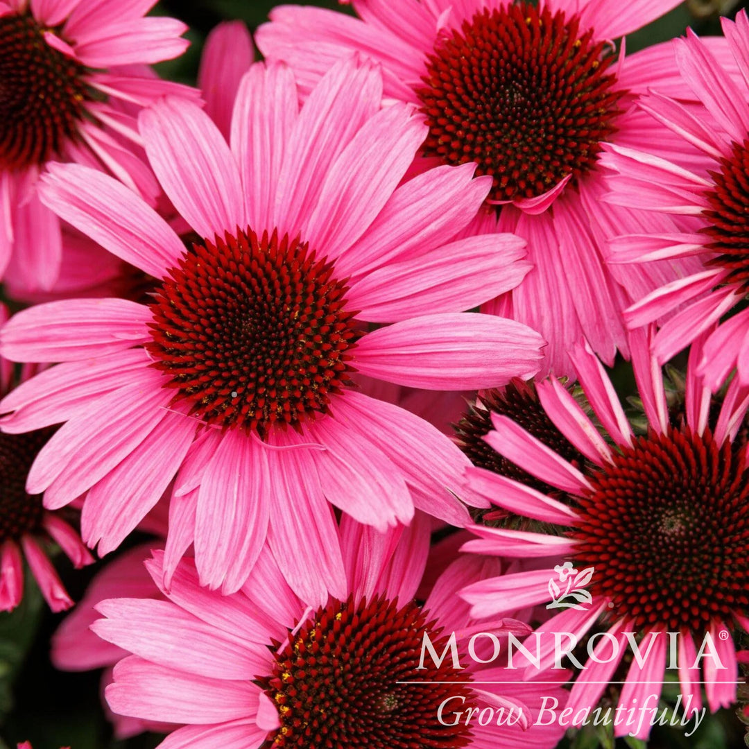 Echinacea purpurea 'SunMagic Vintage Hot Pink' ~ Monrovia® SunMagic® Vintage Hot Pink Echinacea-ServeScape