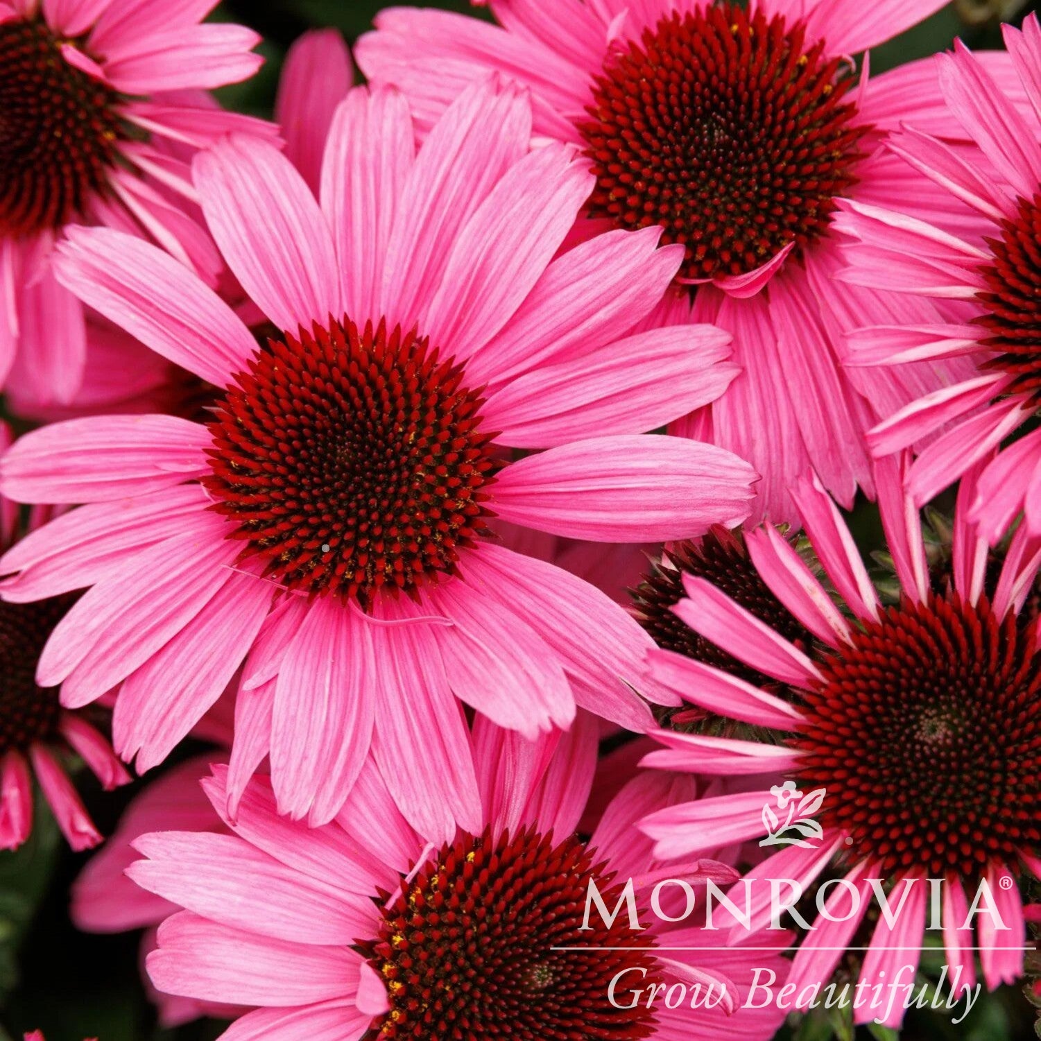 Echinacea purpurea 'SunMagic Vintage Hot Pink' ~ Monrovia® SunMagic® Vintage Hot Pink Echinacea-ServeScape