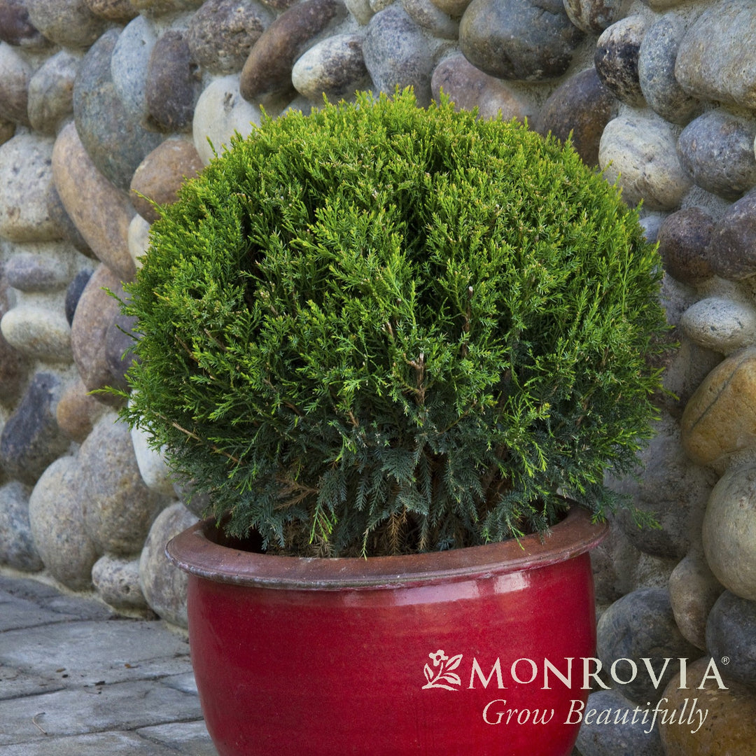 Juniperus chinensis 'Monlep' ~ Monrovia® Mint Julep® Juniper-ServeScape