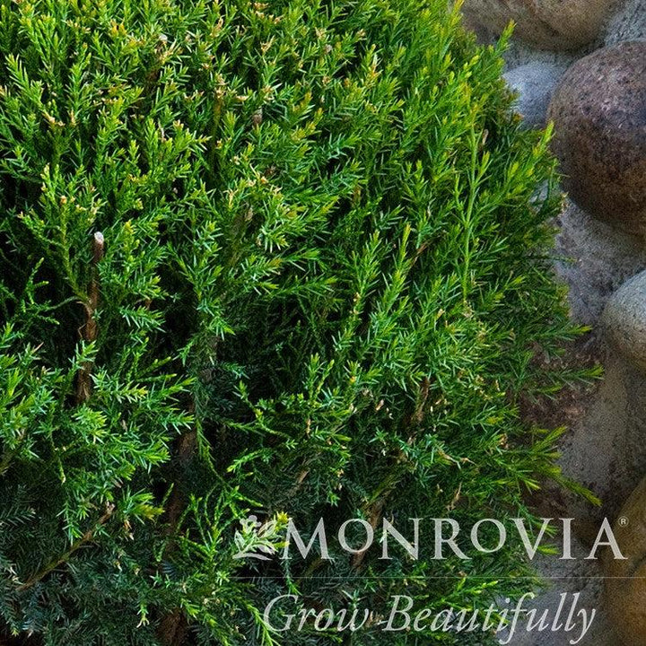 Juniperus chinensis 'Monlep' ~ Monrovia® Mint Julep® Juniper-ServeScape
