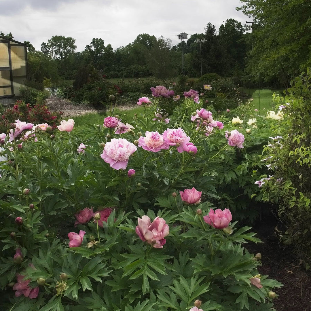 Paeonia lactiflora 'Sorbet' ~ Sorbet Peony-ServeScape