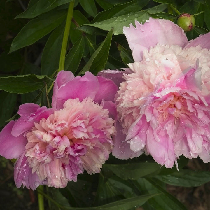 Paeonia lactiflora 'Sorbet' ~ Sorbet Peony-ServeScape