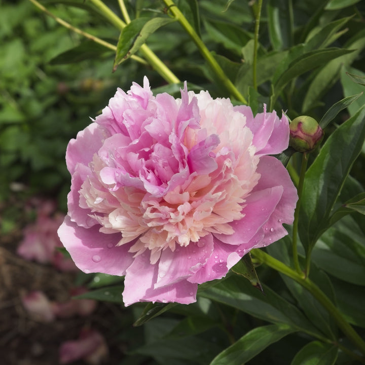 Paeonia lactiflora 'Sorbet' ~ Sorbet Peony-ServeScape