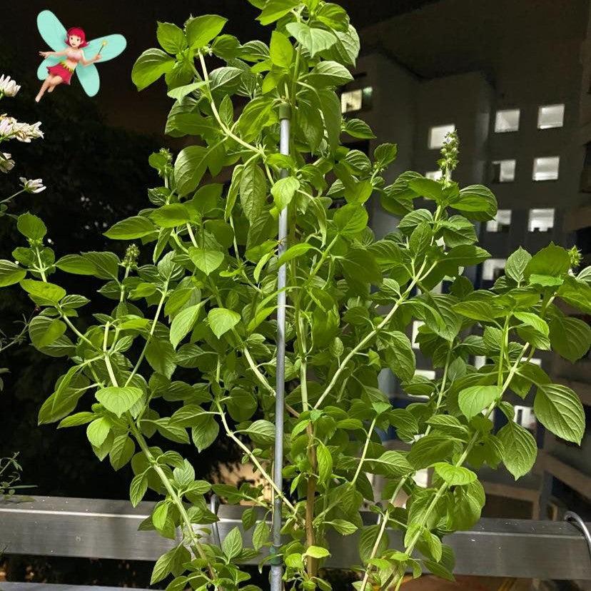 Ocimum basilicum var. citriodora 'Mrs Burns’ ~ Mrs. Burn's Lemon Basil-ServeScape