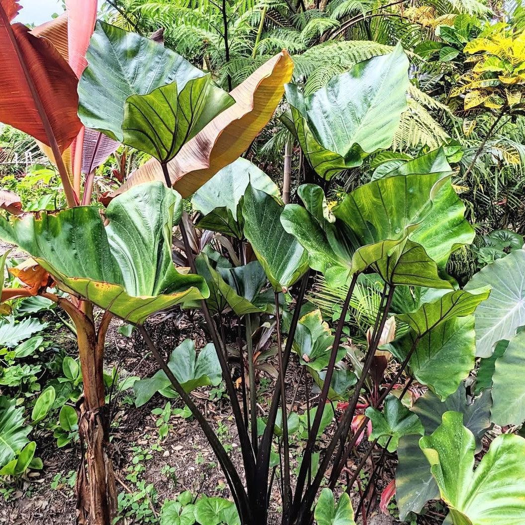 Colocasia 'Tea Cup' ~ Tea Cup Elephant Ear-ServeScape