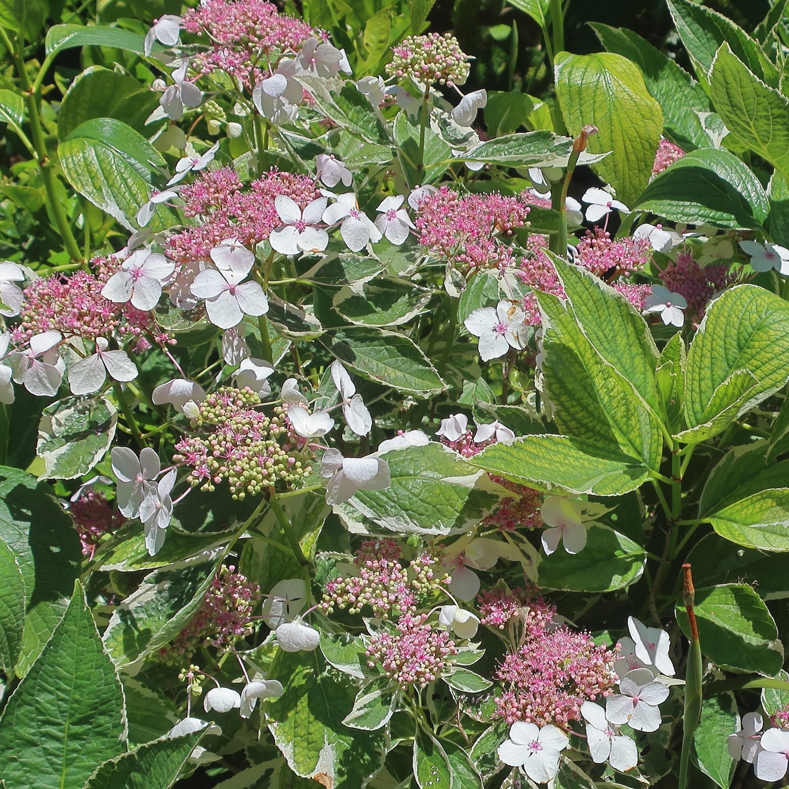 Hydrangea macrophylla 'Mariesii Variegata' ~ Variegated Mariesii Hydrangea-ServeScape