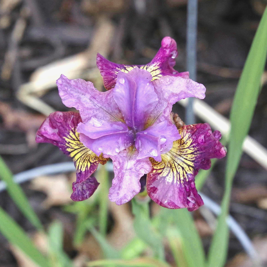 Iris siberica ' Miss Apple' ~ Peacock Butterfly™ Miss Apple Siberian Iris-ServeScape