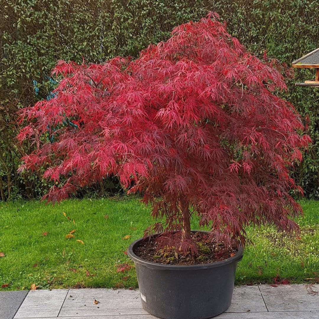 Acer palmatum 'Firecracker' ~ Firecracker Maple-ServeScape