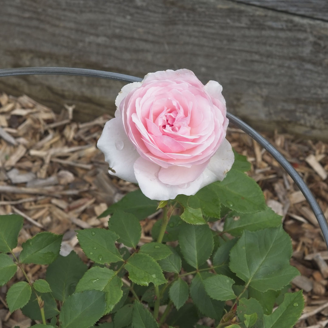 Rosa 'AUSmixture' ~ Olivia™ Rose-ServeScape