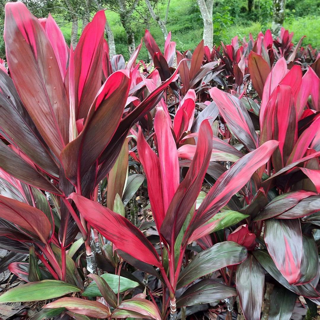 Cordyline fruticosa 'Florida' ~ Florida Ti Plant-ServeScape