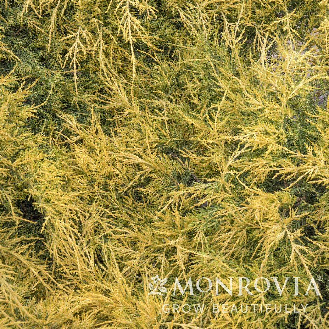 Juniperus x pfitzeriana 'Monsan' ~ Monrovia® Sea of Gold® Juniper-ServeScape