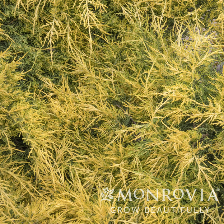 Juniperus x pfitzeriana 'Monsan' ~ Monrovia® Sea of Gold® Juniper-ServeScape