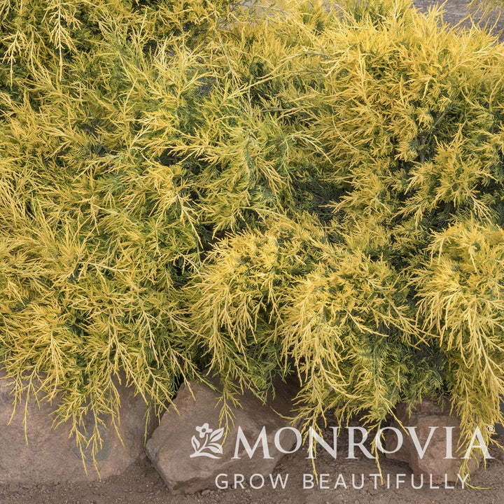 Juniperus x pfitzeriana 'Monsan' ~ Monrovia® Sea of Gold® Juniper-ServeScape
