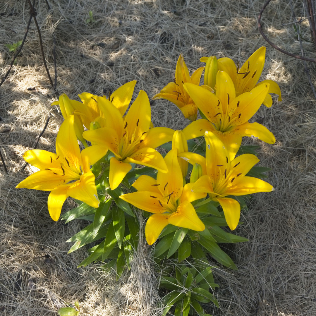 Lilium 'Tiny Bee' ~ Lily Looks™ Tiny Bee Asiatic Lily-ServeScape