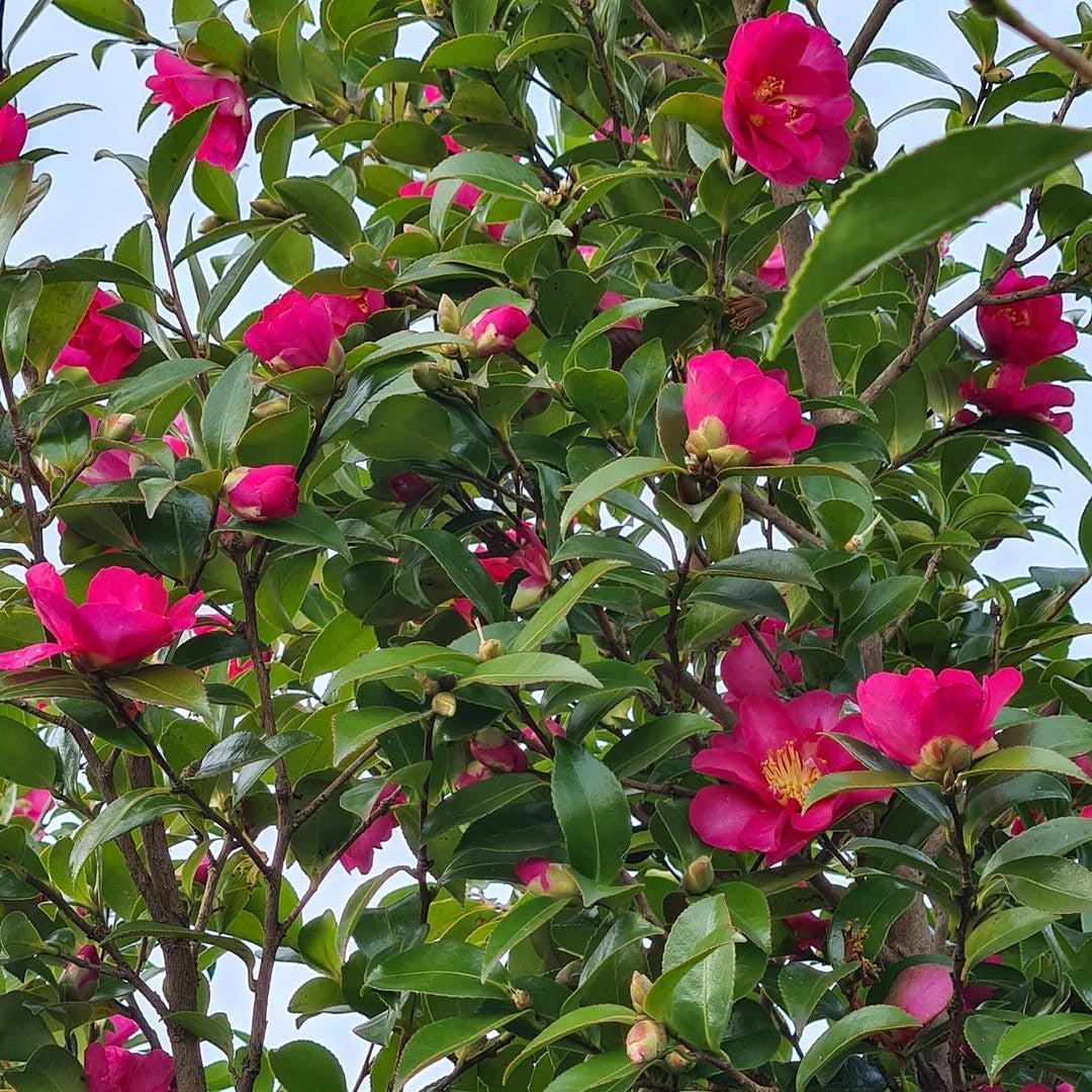 Camellia sasanqua 'Hiryu' ~ Hiryu Camellia-ServeScape