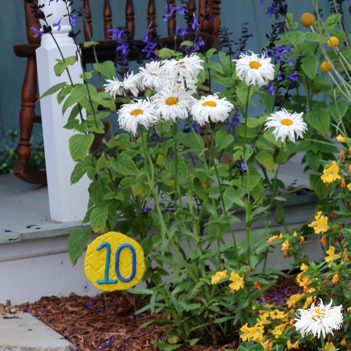 Leucanthemum x superbum 'Crazy Daisy' ~ Crazy Daisy Shasta Daisy-ServeScape