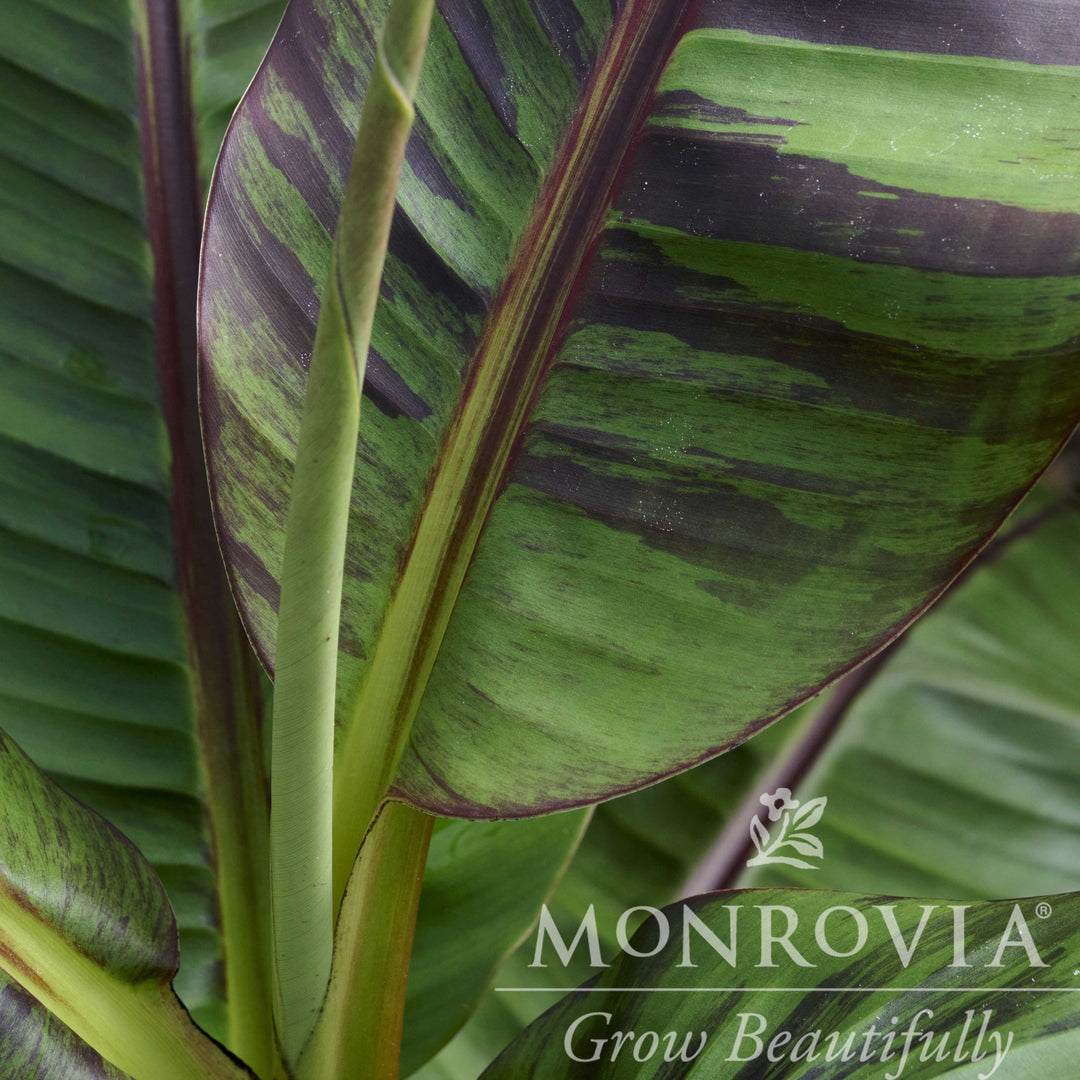 Musa sikkimensis 'Ever Red' ~ Monrovia® Ever Red Banana-ServeScape