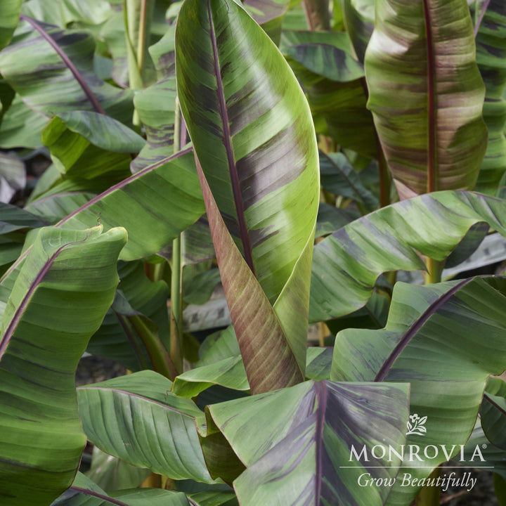 Musa sikkimensis 'Ever Red' ~ Monrovia® Ever Red Banana-ServeScape