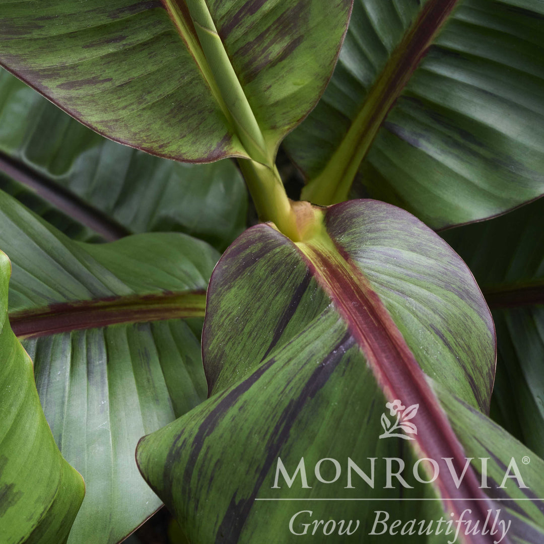 Musa sikkimensis 'Ever Red' ~ Monrovia® Ever Red Banana-ServeScape