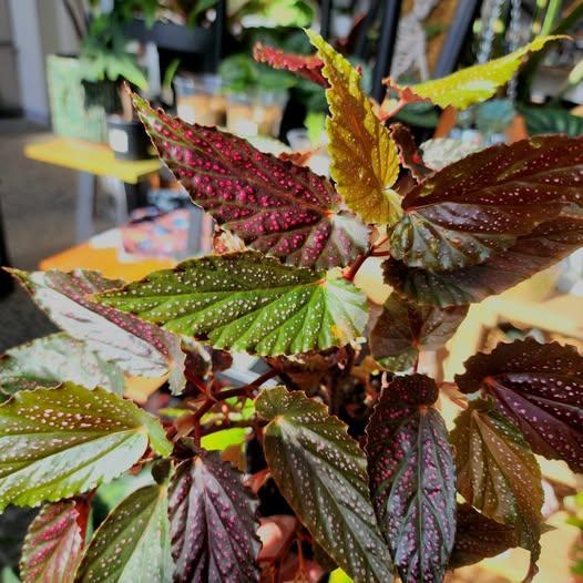 Begonia maculata 'Pink Spot' ~ Pink Spot Angelwing Begonia-ServeScape