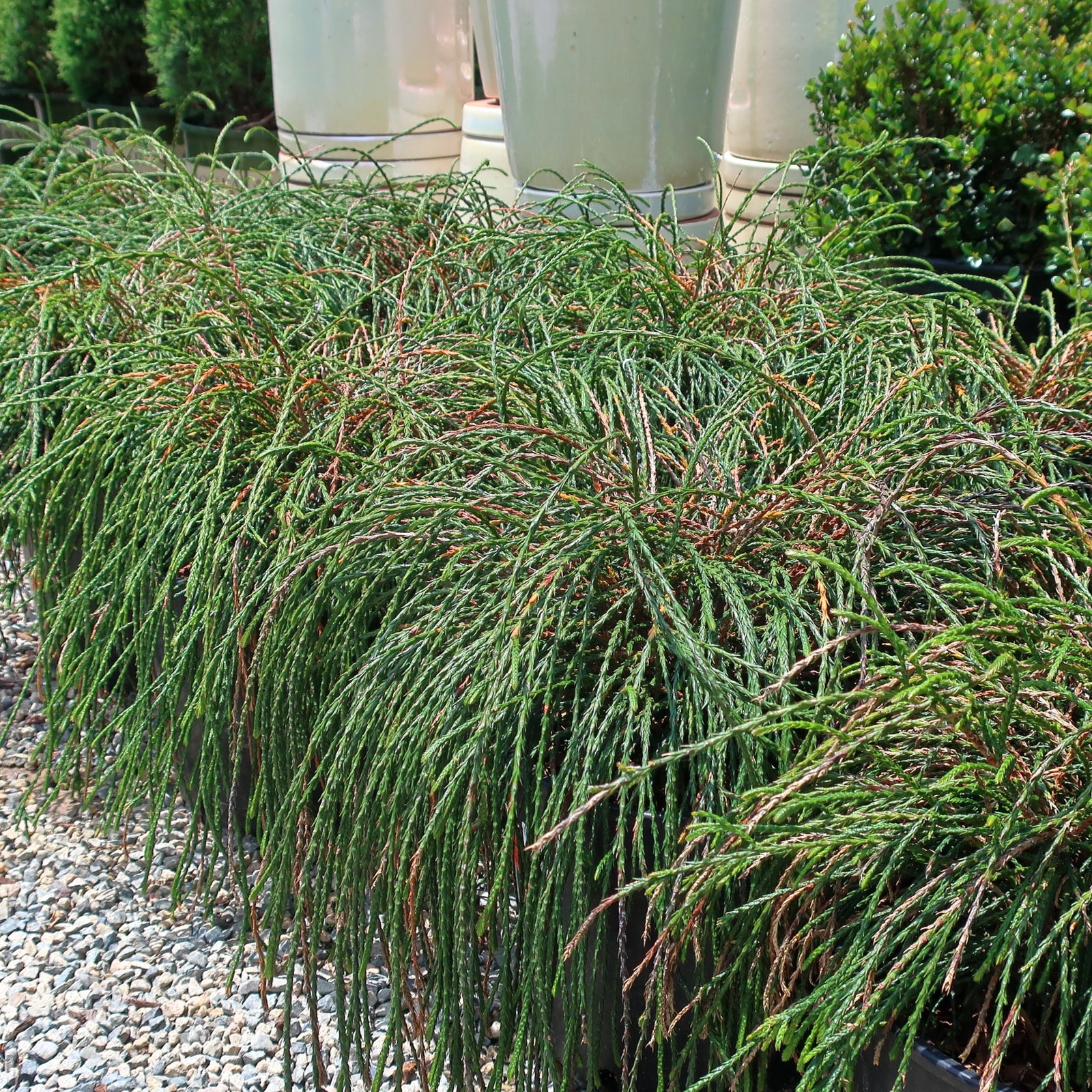 Thuja plicata 'Whipcord' ~ Whipcord Arborvitae-ServeScape